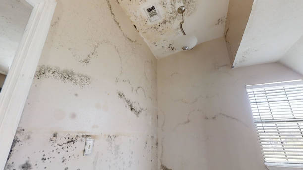 Best Comprehensive Air Testing for Mold Contaminants  in Northwest Harbor, NY
