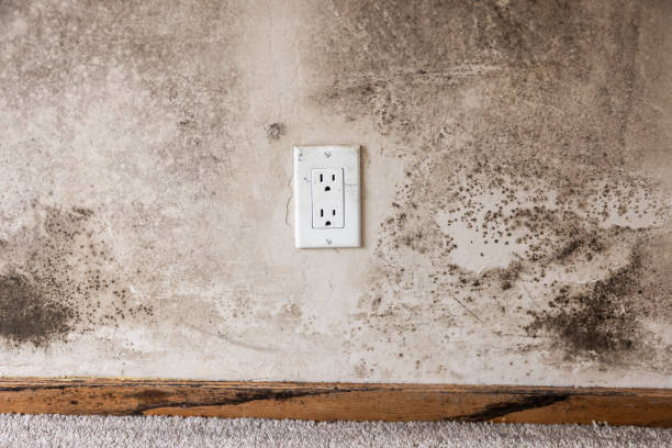 Best Forensic Mold Investigation  in Northwest Harbor, NY